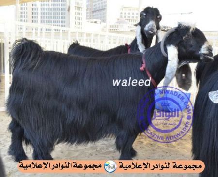  مهرجان حلال قطر(الجزء الخامس)شوط النخبة وشوط الفردي فئة الماعز العارضي